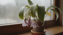 Por que é que a orquídea perde raízes mesmo com bons cuidados — as razões ocultas