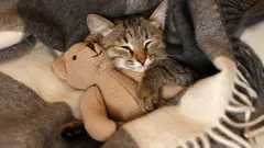 Será que a gata ficará grata por ter sido resgatada da rua e por ter um novo lar?