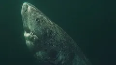 O tubarão da Gronelândia é mais velho do que os EUA: como um predador marinho pode viver mais de 400 anos