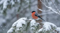 Se os pintassilgos não são aves migratórias, por que é que não se vêem no verão? Finalmente, temos a resposta